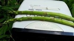 Asparagus Radio